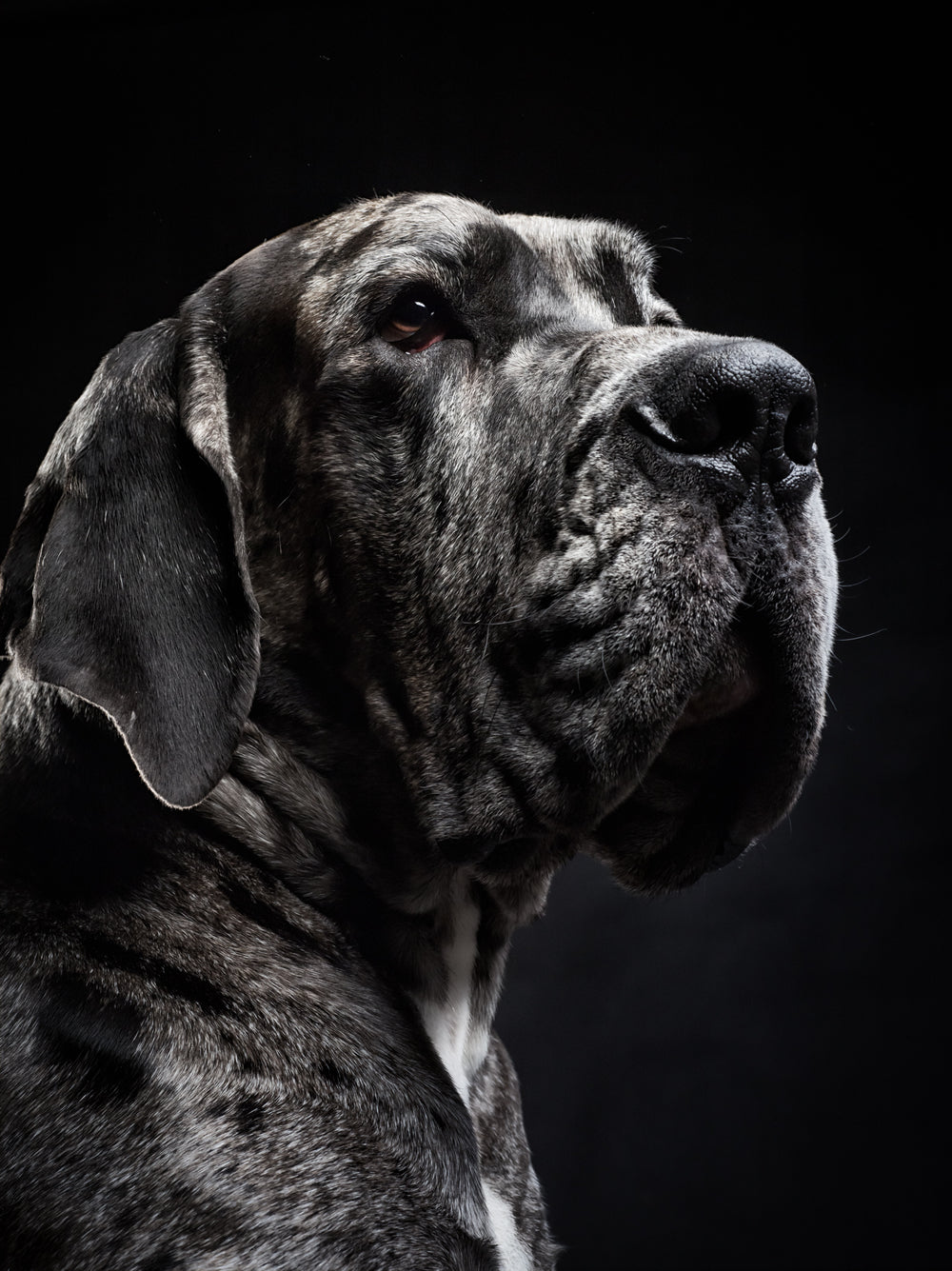 great dane gifts
