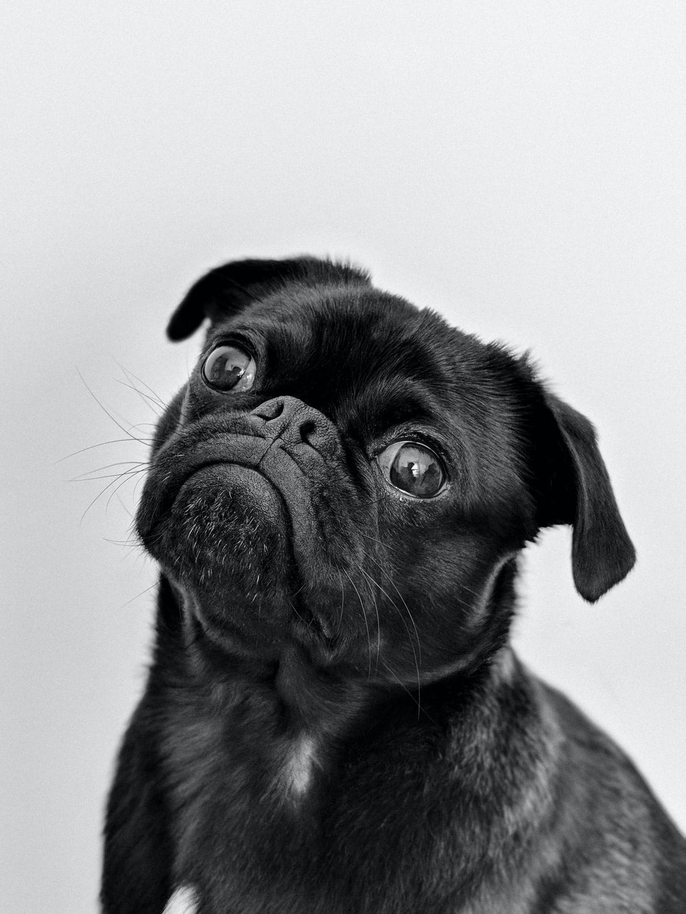 pug gifts