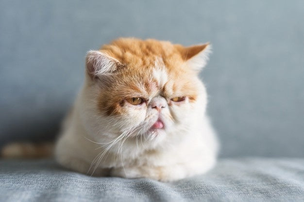 Exotic shorthair gifts