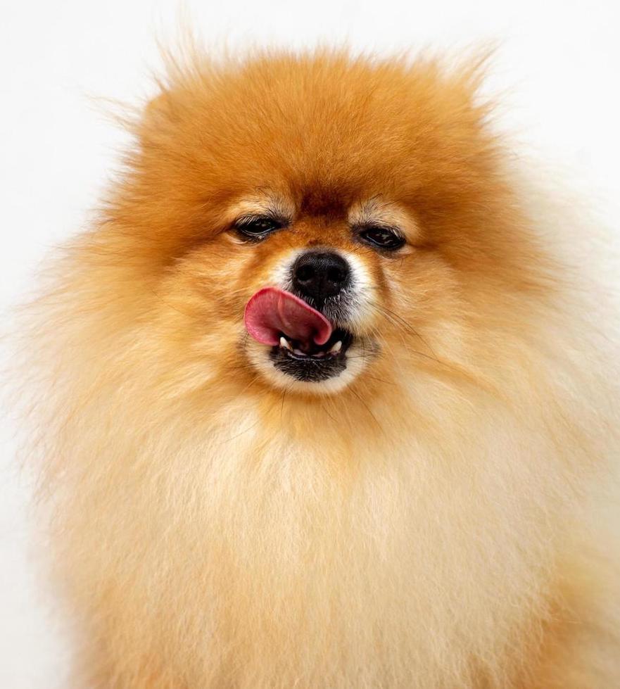 Pomeranian gifts