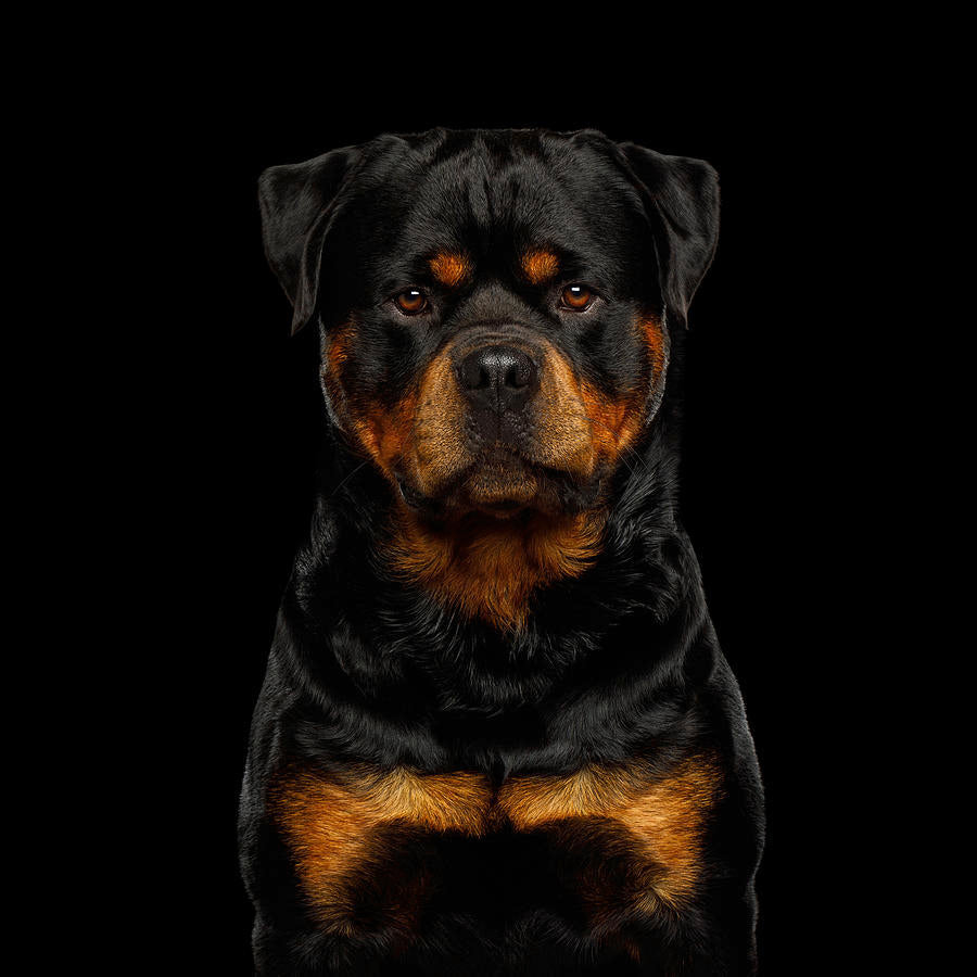 Rottweiler gifts