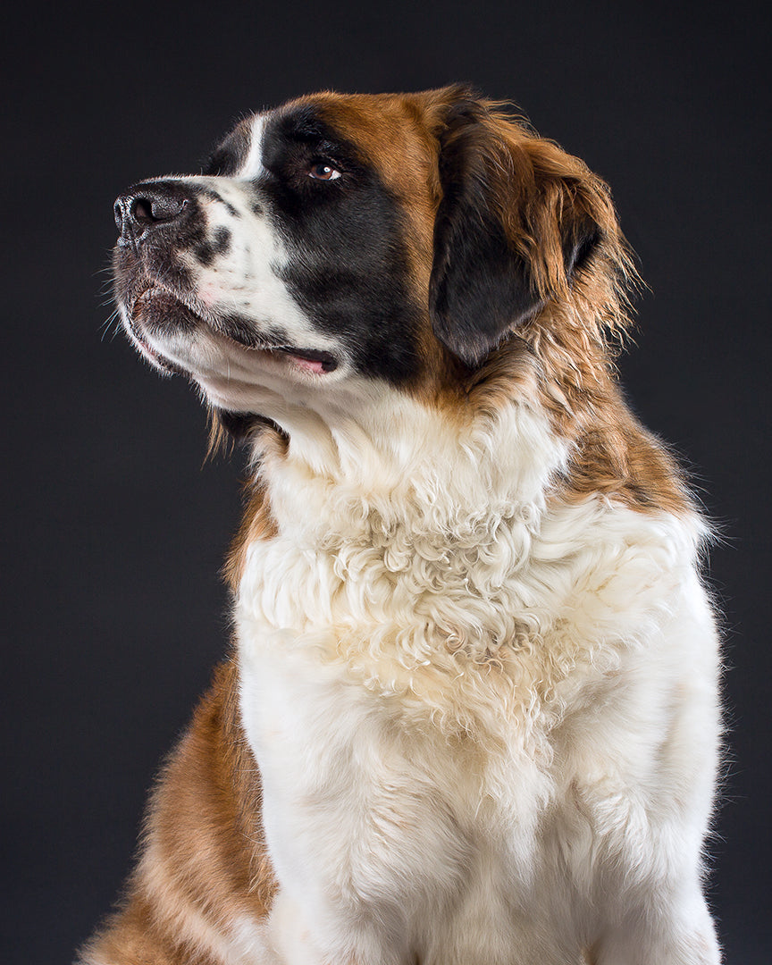 Saint bernard gifts