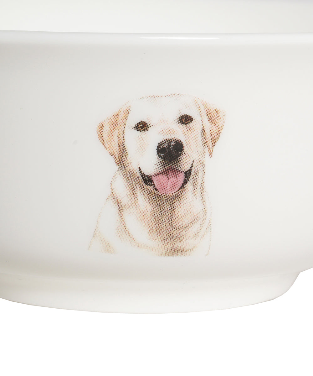 Labrador bowl close up side view