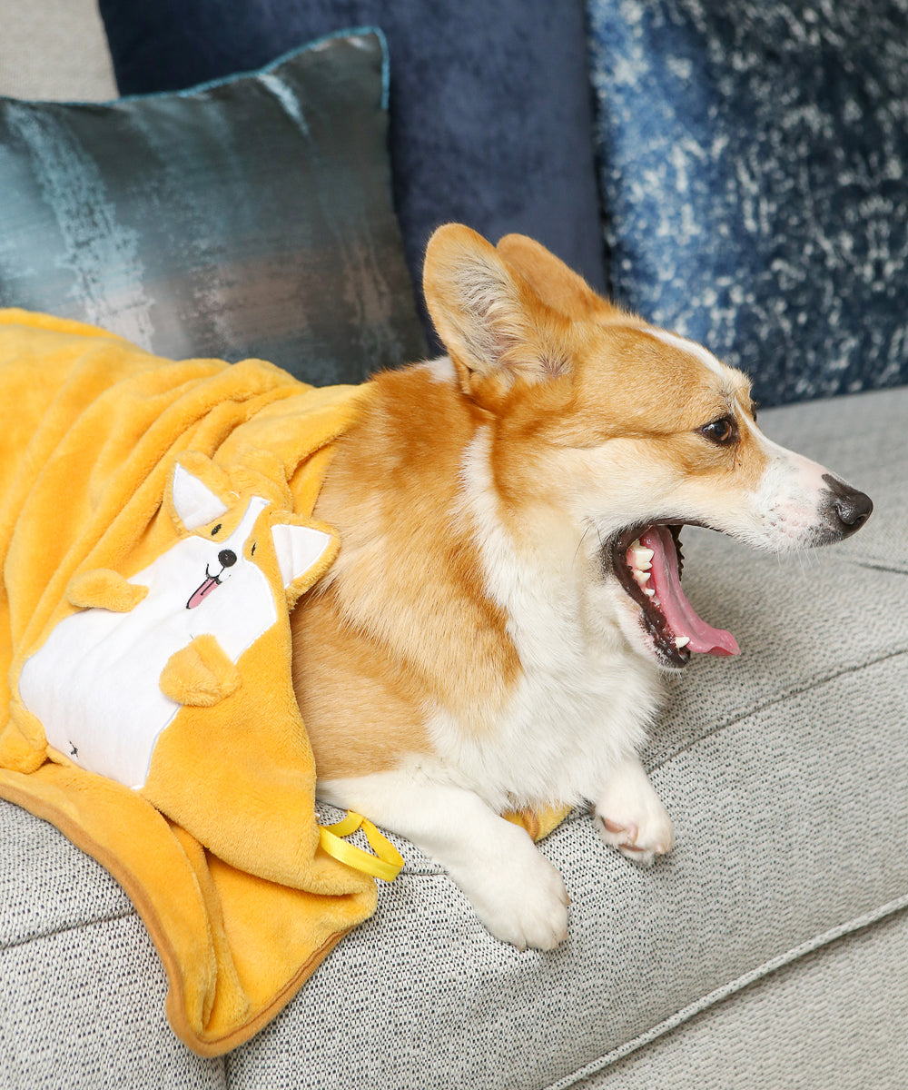 Corgi Plushy Blanket on Corgi