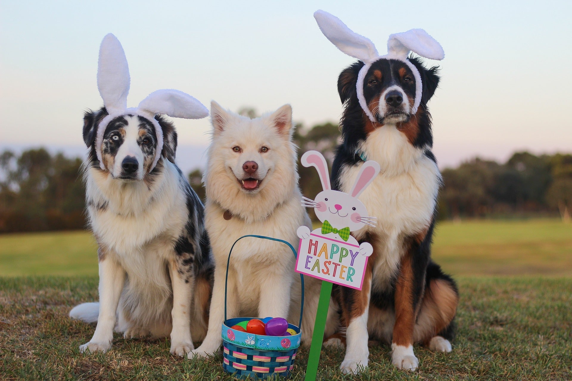 How to Celebrate Easter With Your Fur Baby