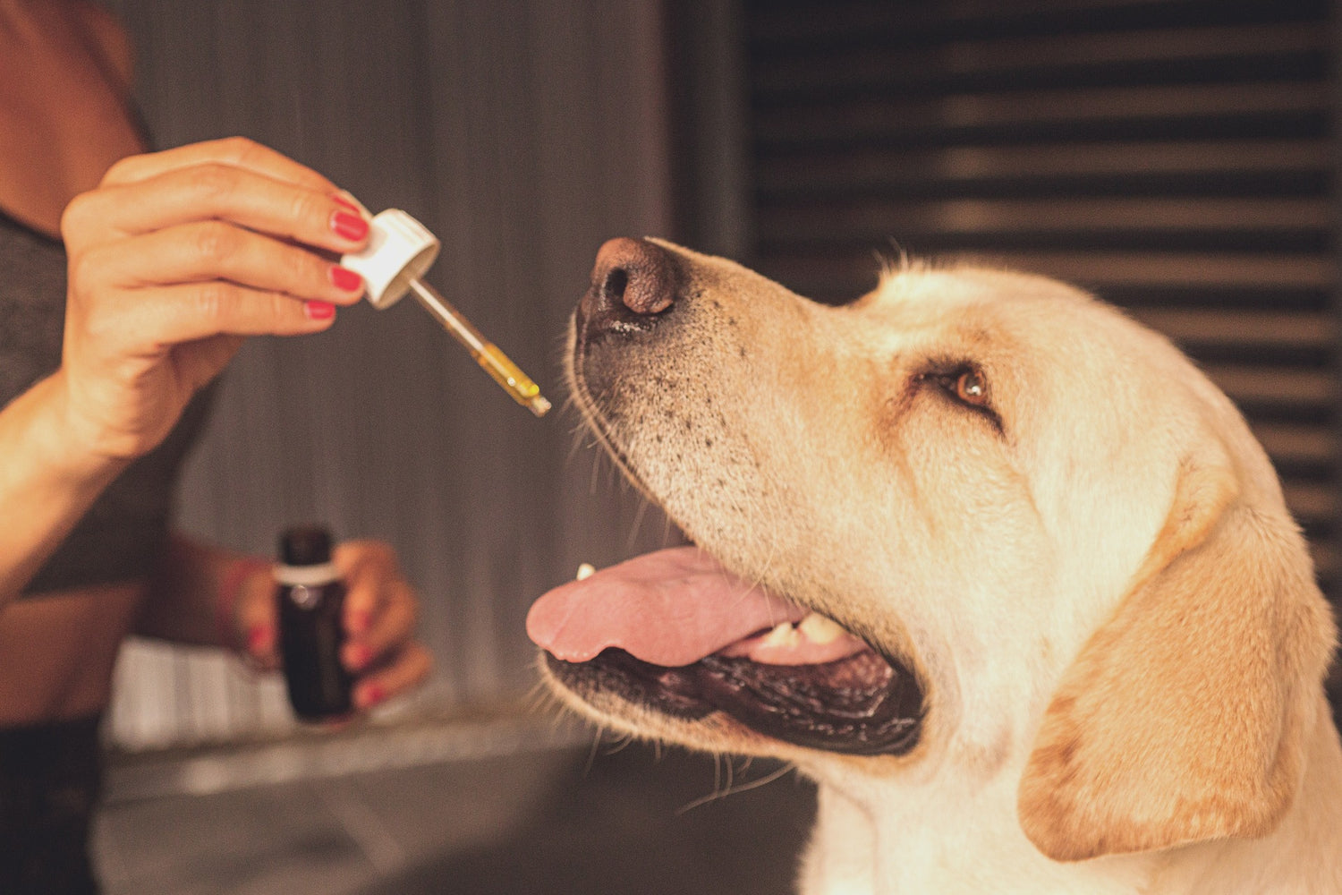 CBD For Your Pet