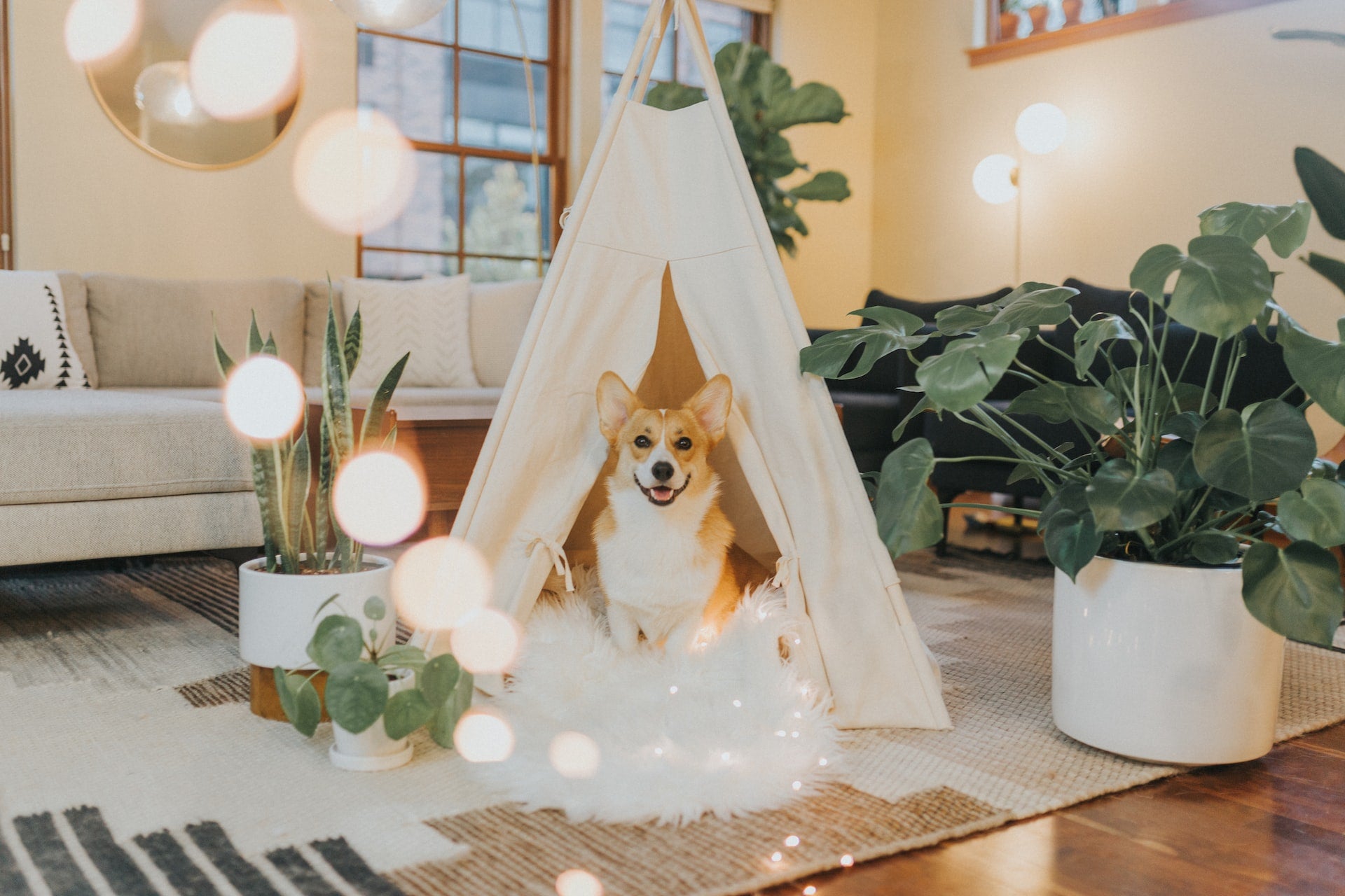 Corgi in sales an apartment