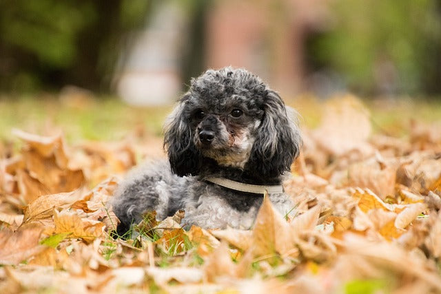 Why Miniature Poodles Make Great Pets