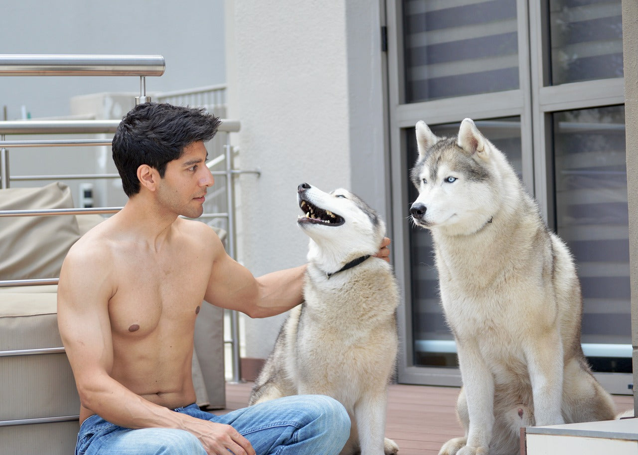 7 Tips For Apartment Living With Huskies