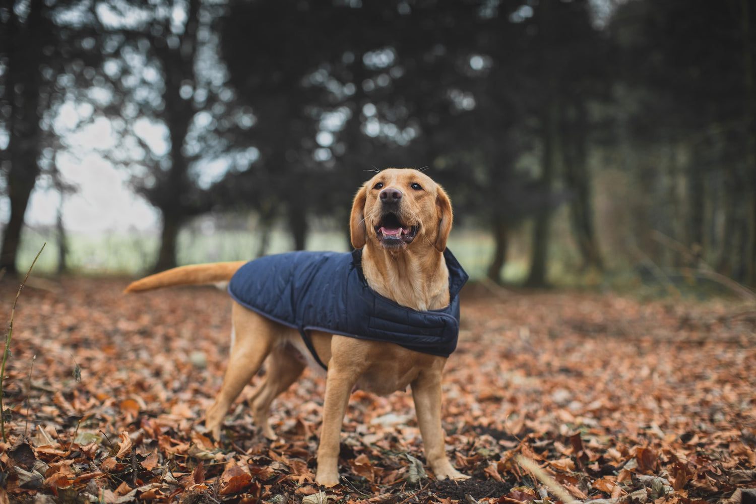 Best Clothing Companies For The Labrador