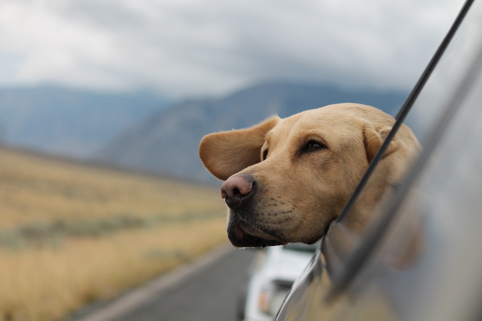 How to Plan the Perfect Dog-friendly Road Trip With Your Labrador