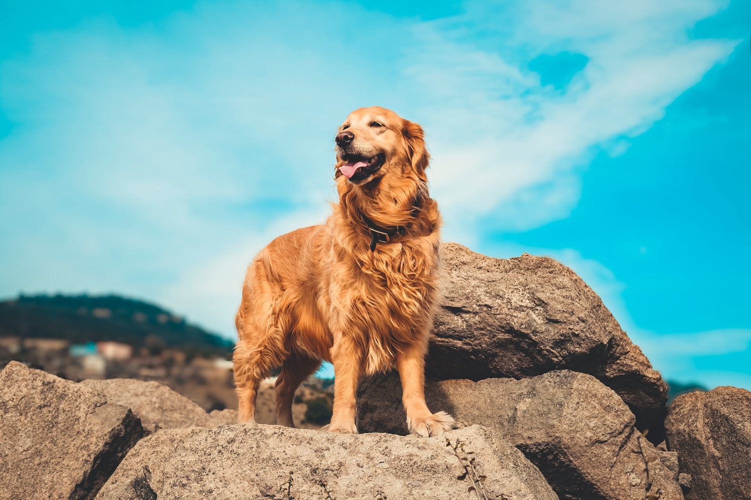 Most common Ailments And How to Prevent Them In Golden Retrievers
