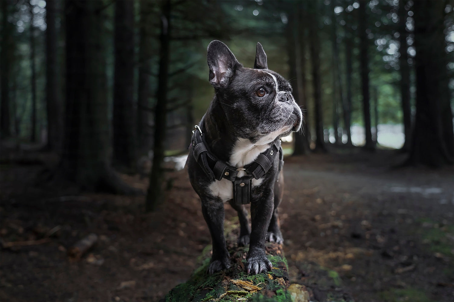 Frenchie Walking Guide - Duration & Energy Level