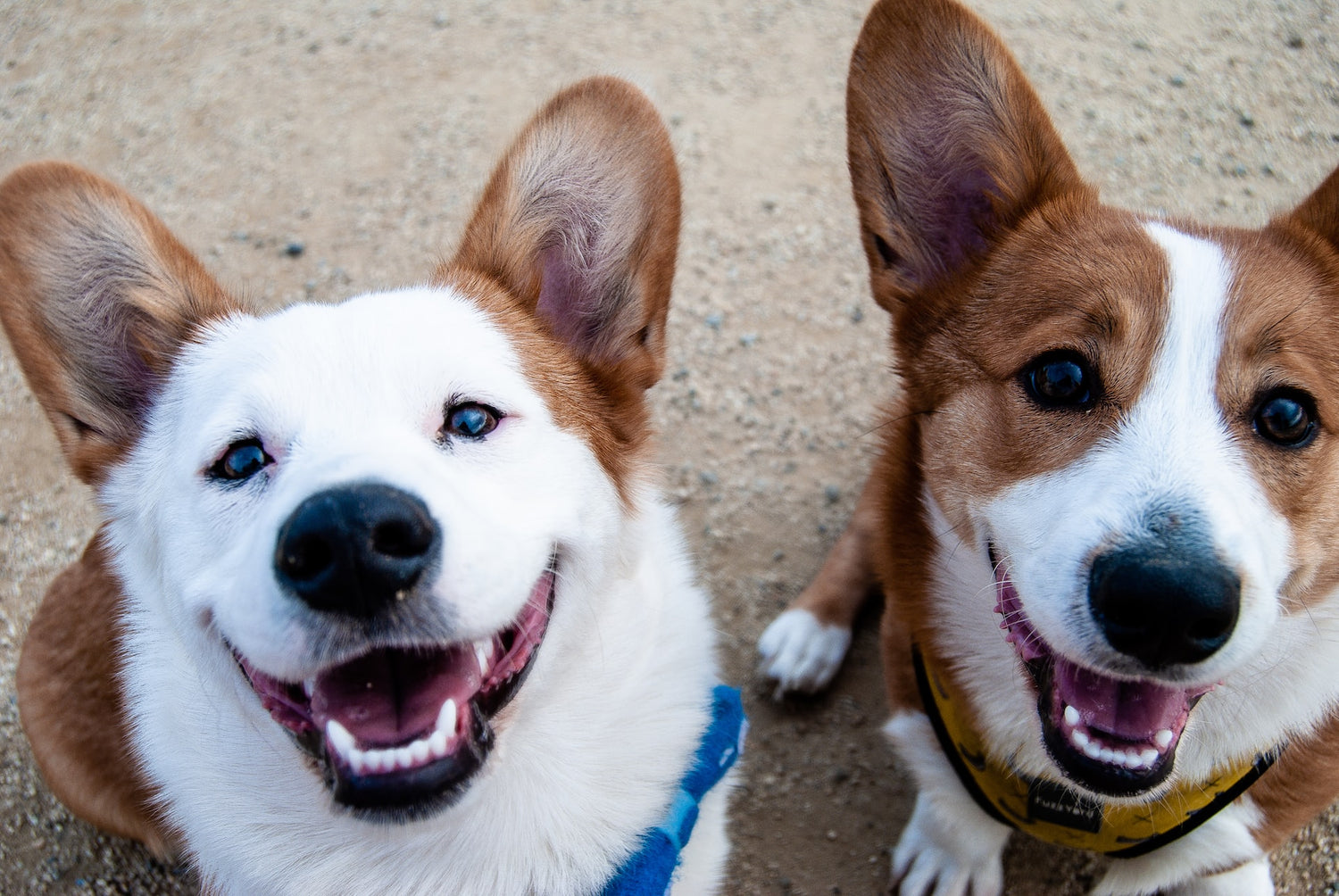 Corgi Events And Large Meetups in The US