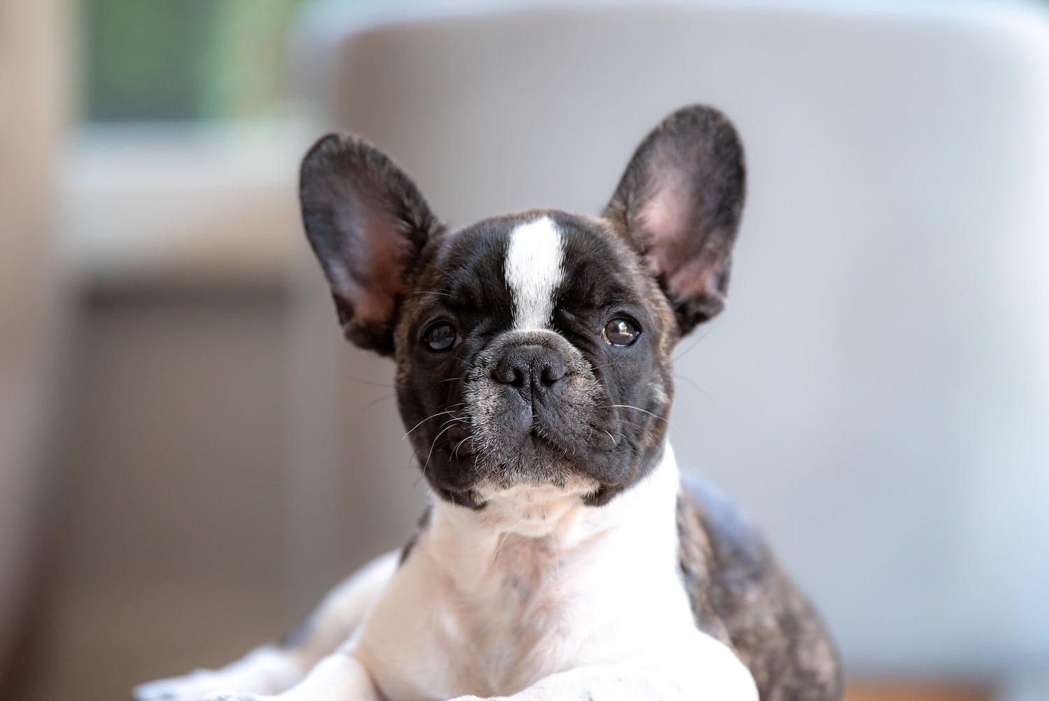 5 Top Frenchies Rescues And Adoption Centers in The US