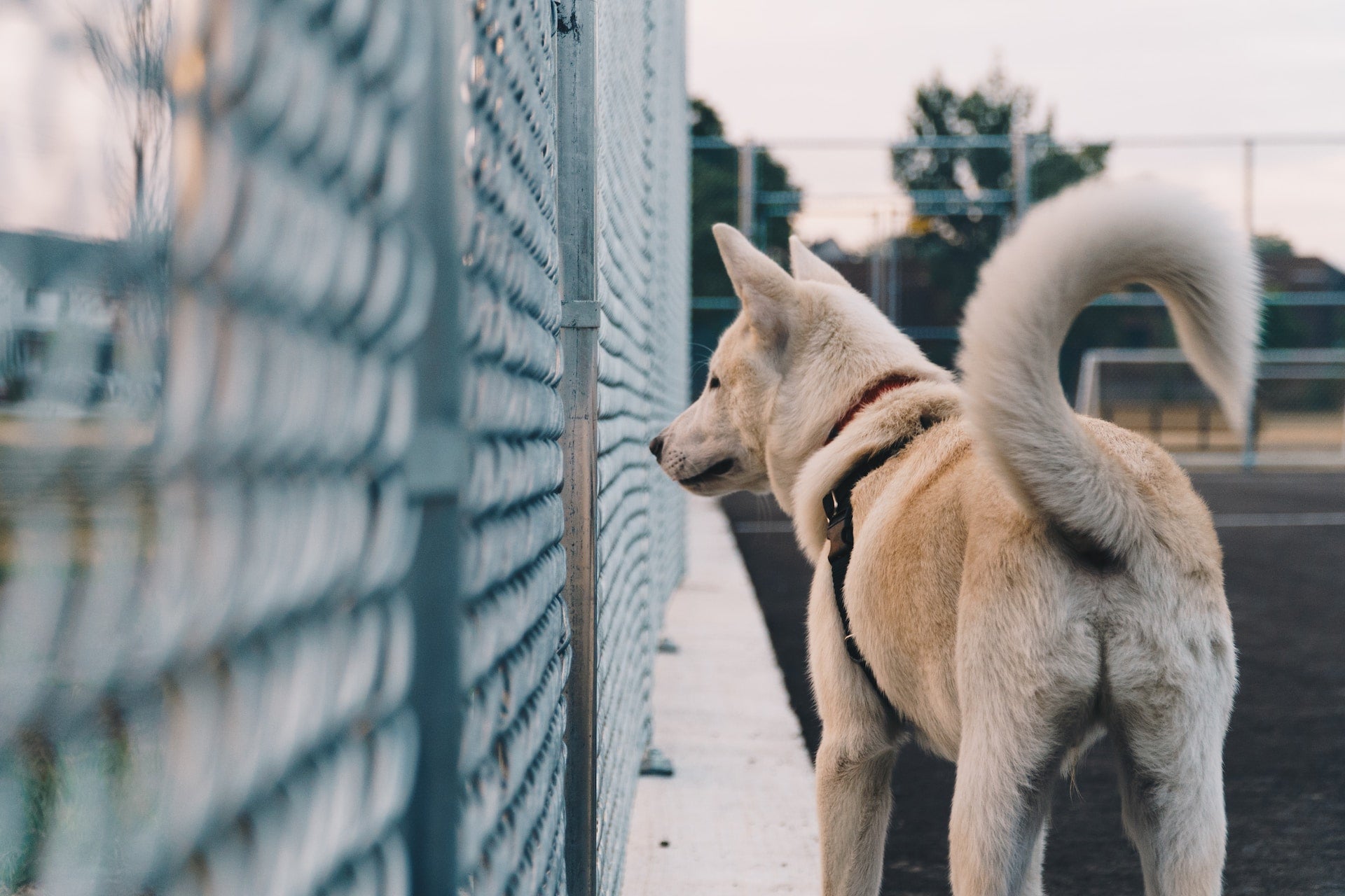 Decoding Dog Tail Language