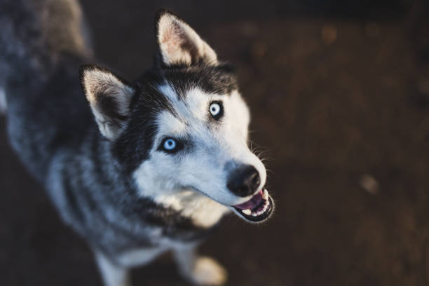 Huskies: A Working Breed at Heart with Gentle Personality
