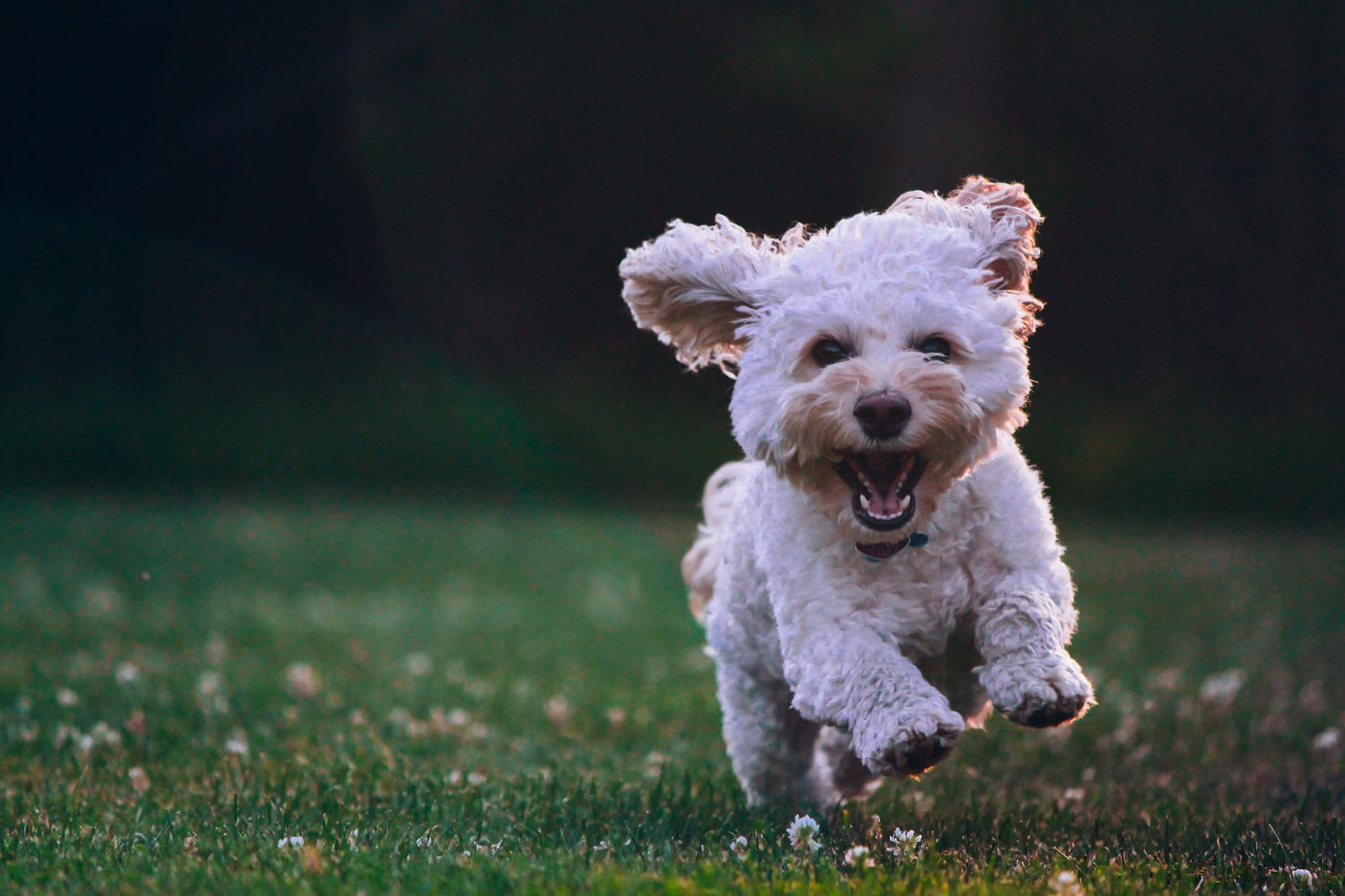 Toy Poodle - Exercise Requirements, Temperament, And Energy Level