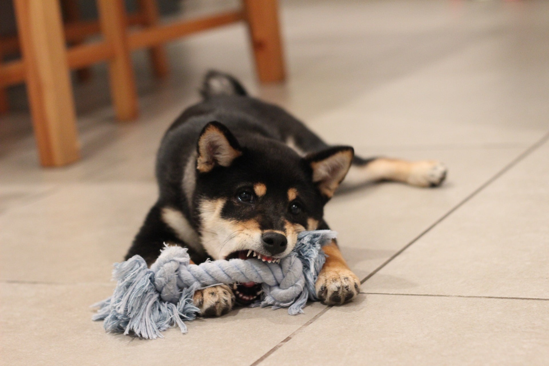 DIY Dog Toys: 5 Easy-to-Make Dog Toys