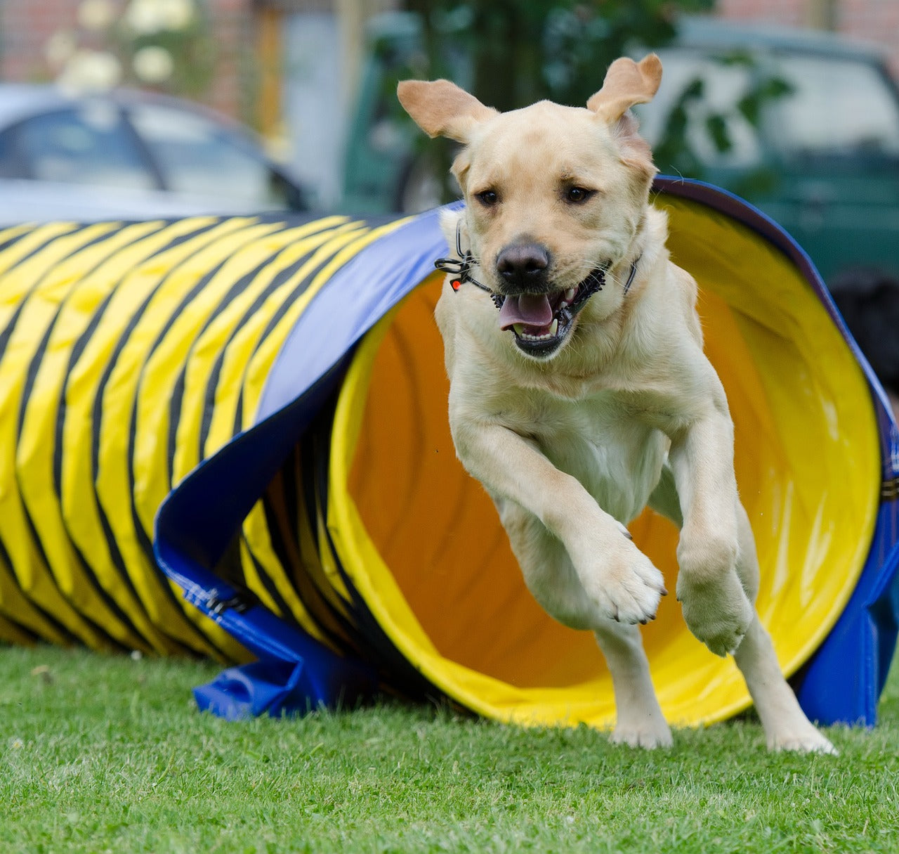 Setting Up an Obstacle Course For Your Labrador Retriever in Your Backyard