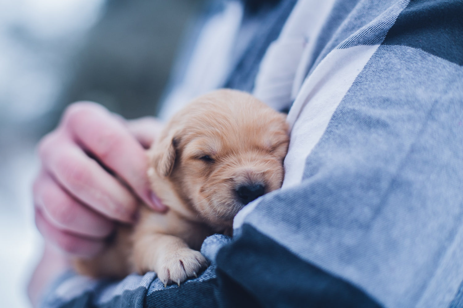 How to Prepare For a New Puppy