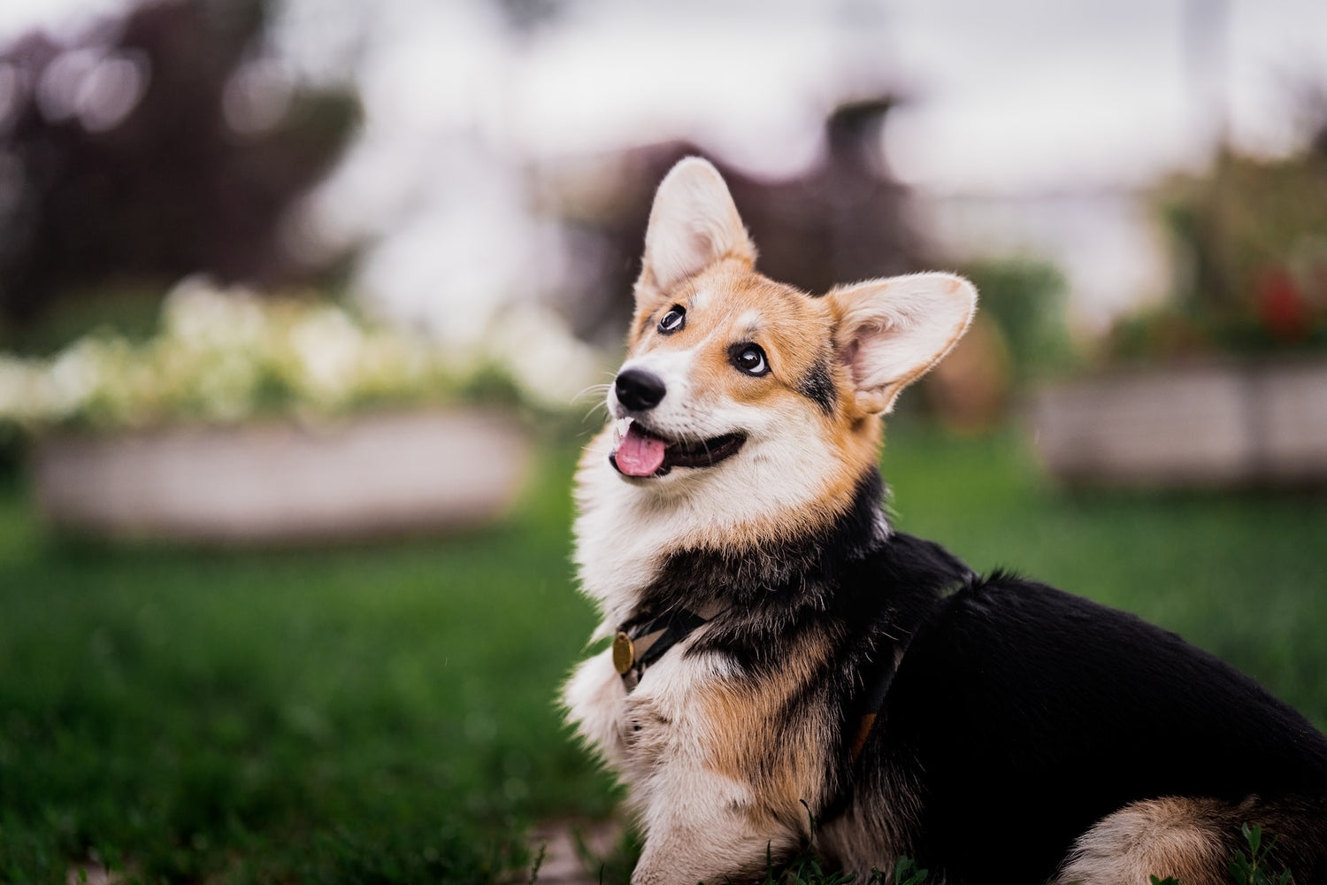 Corgi: Most Common Problems And How to Prevent Them