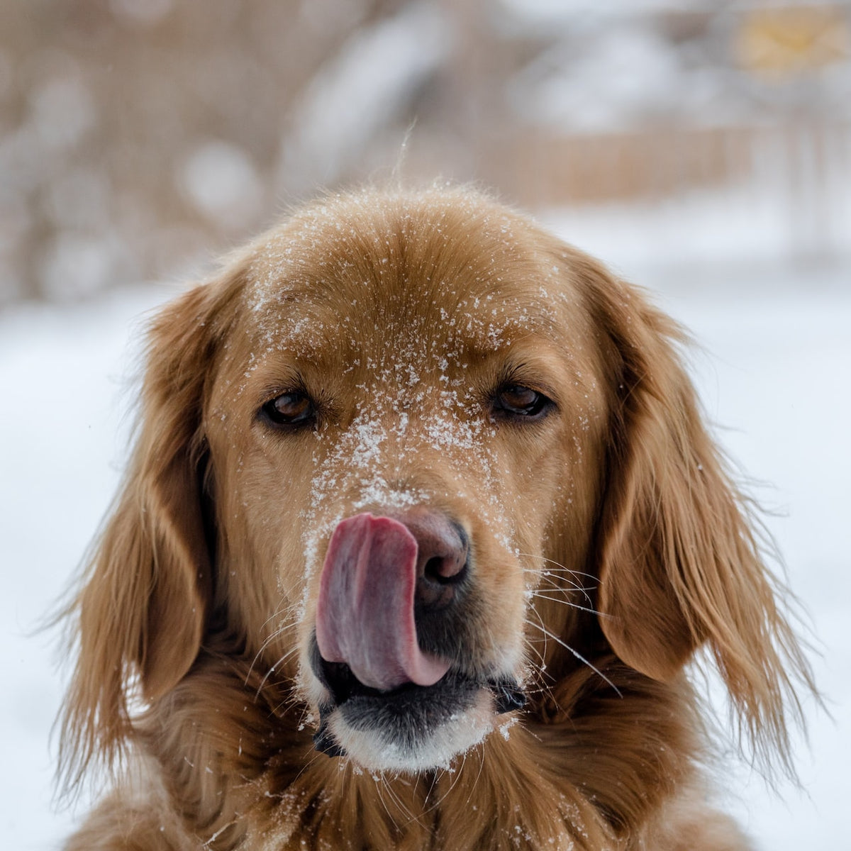 Golden retriever supplements best sale