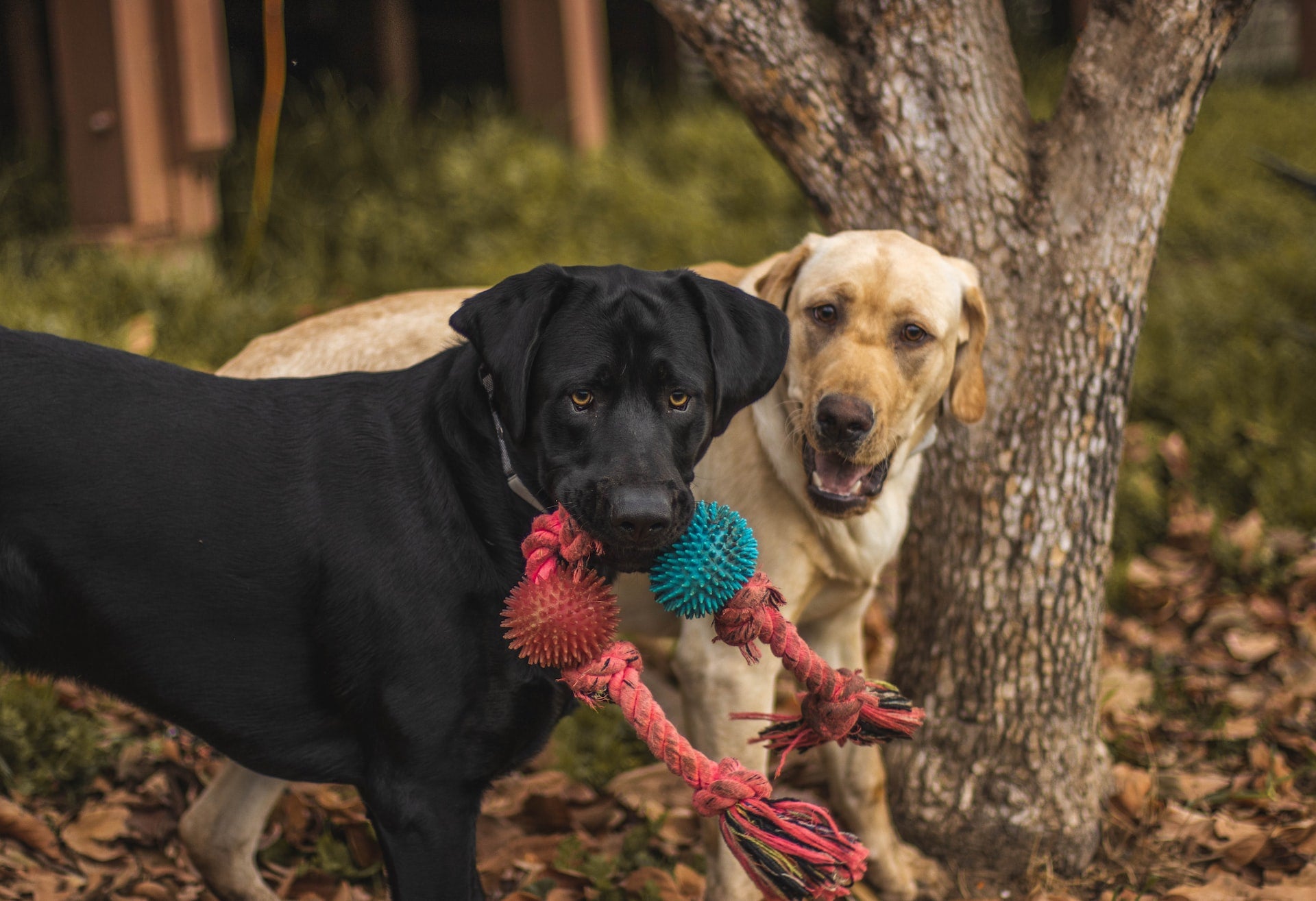 Labradors: Events And Large Meetups in The US
