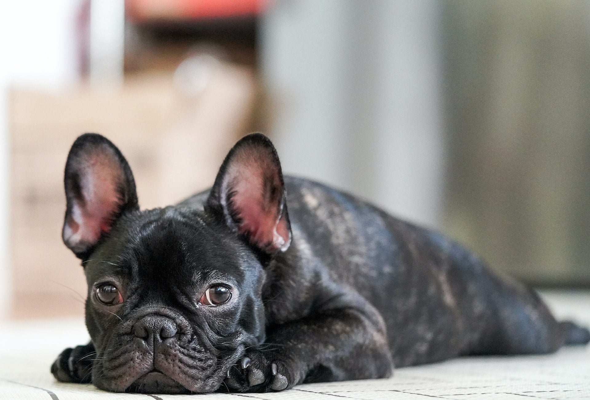 Top 9 Common French Bulldogs Ailments and How to Prevent Them