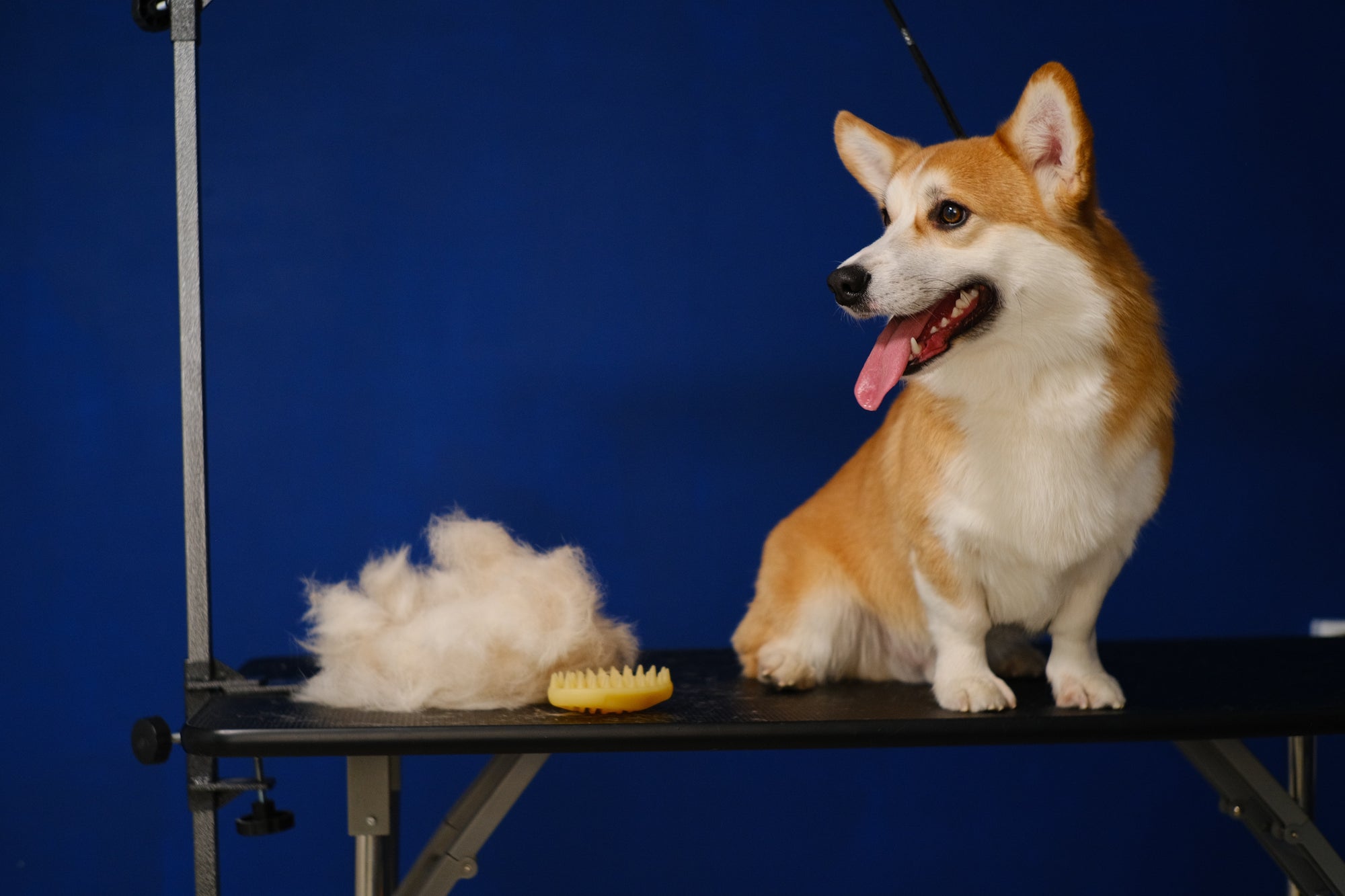 Eight Grooming Styles For Corgis