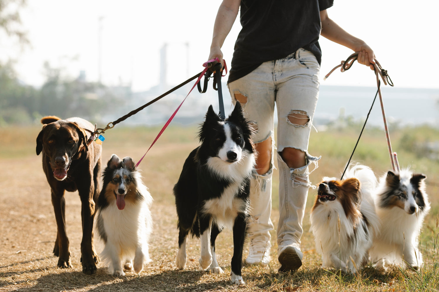 How to protect dog's paws from hot pavement