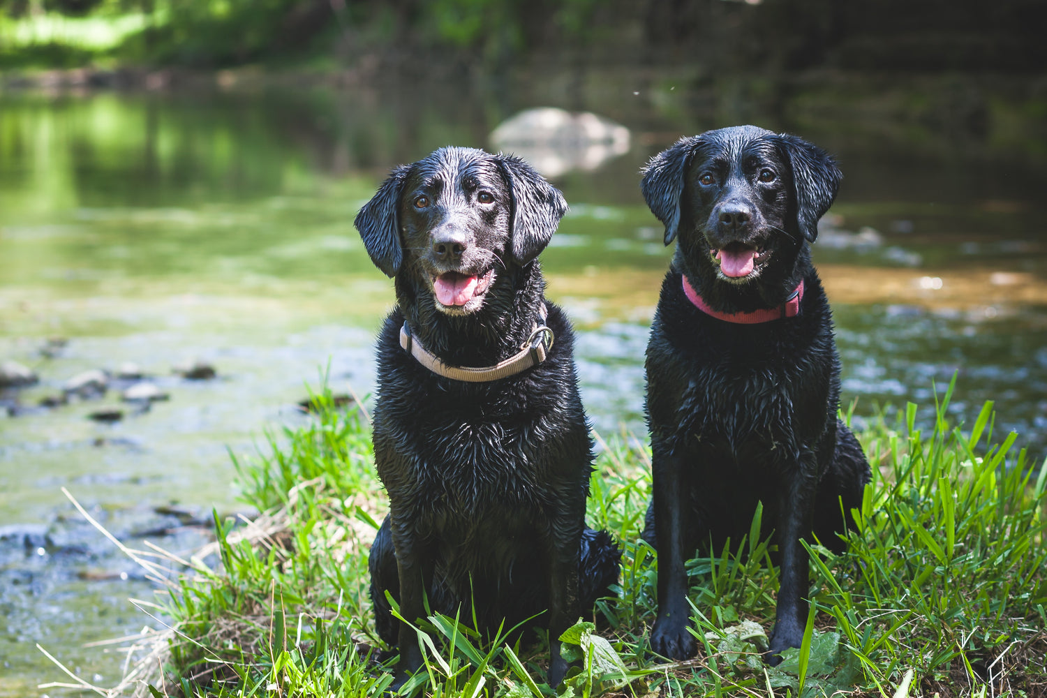 Why Labradors Are Top Family Pets