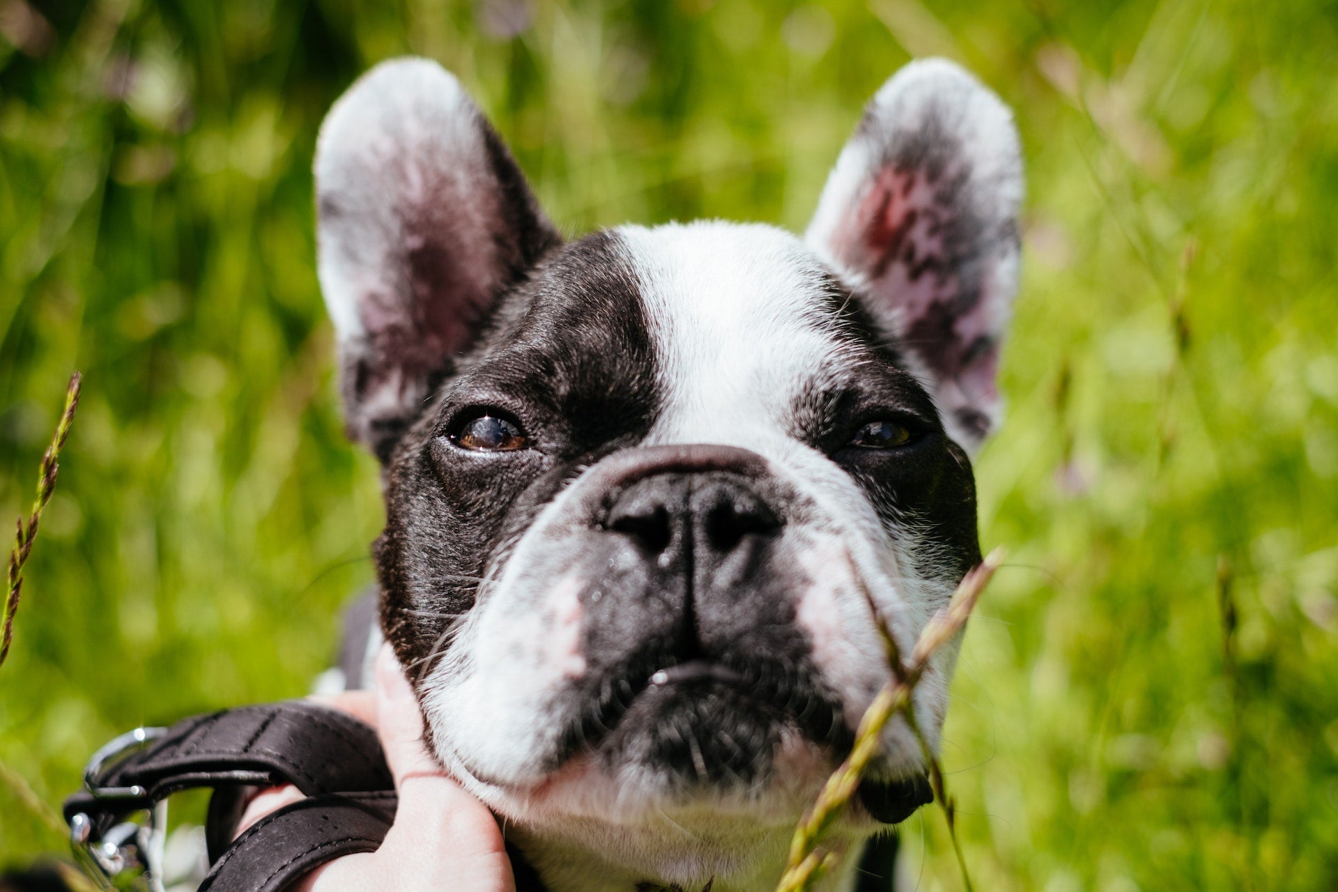 Famous french best sale bulldog owners