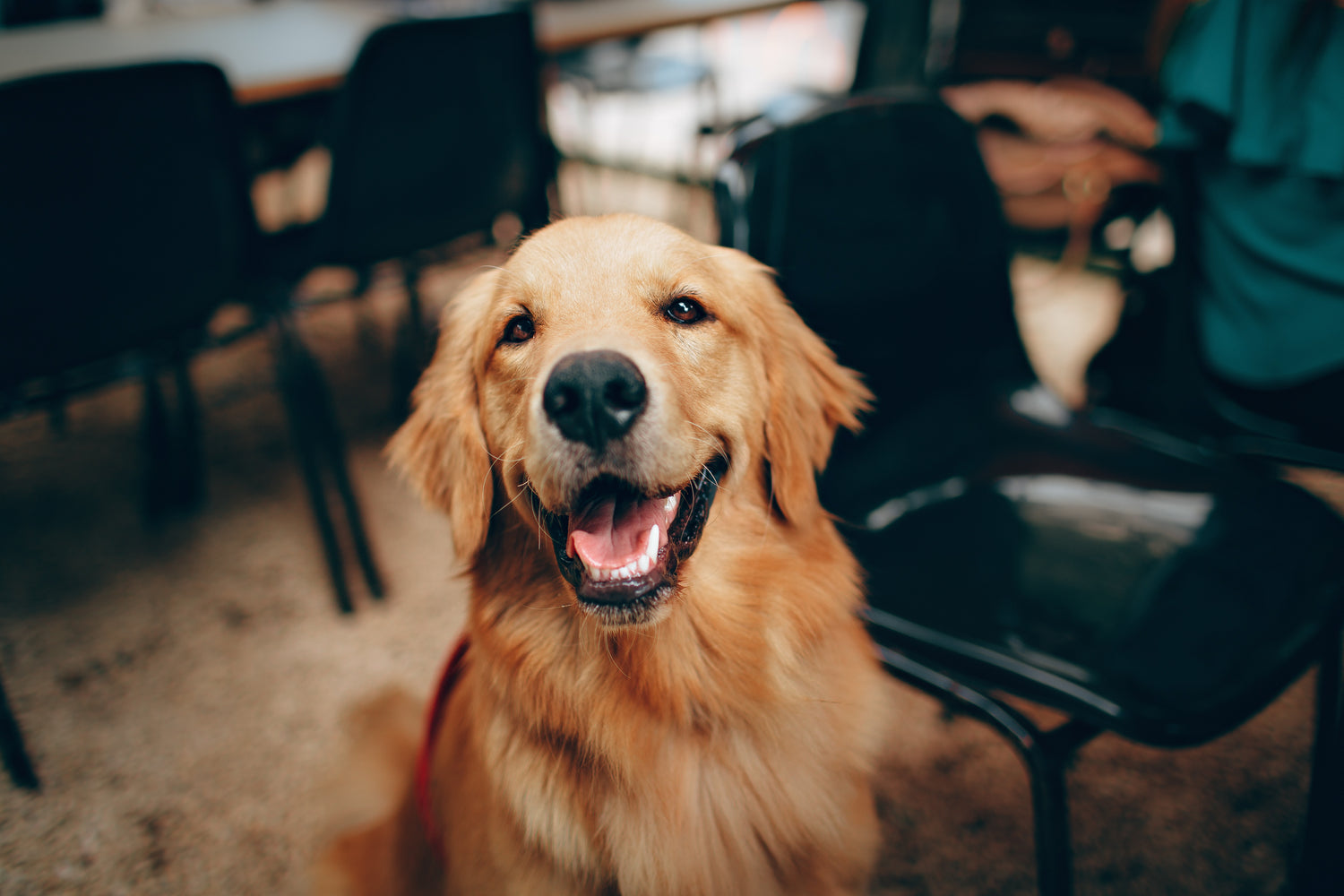 Best Styles and Grooming Tips for Golden Retrievers