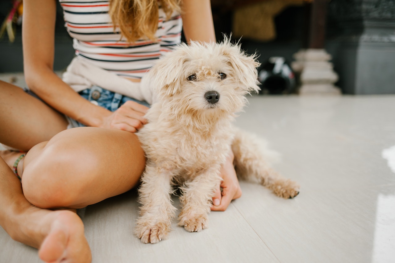 Miniature Poodle vs. Toy Poodle vs. Standard Poodle: Which Poodle Size Is Right For You?