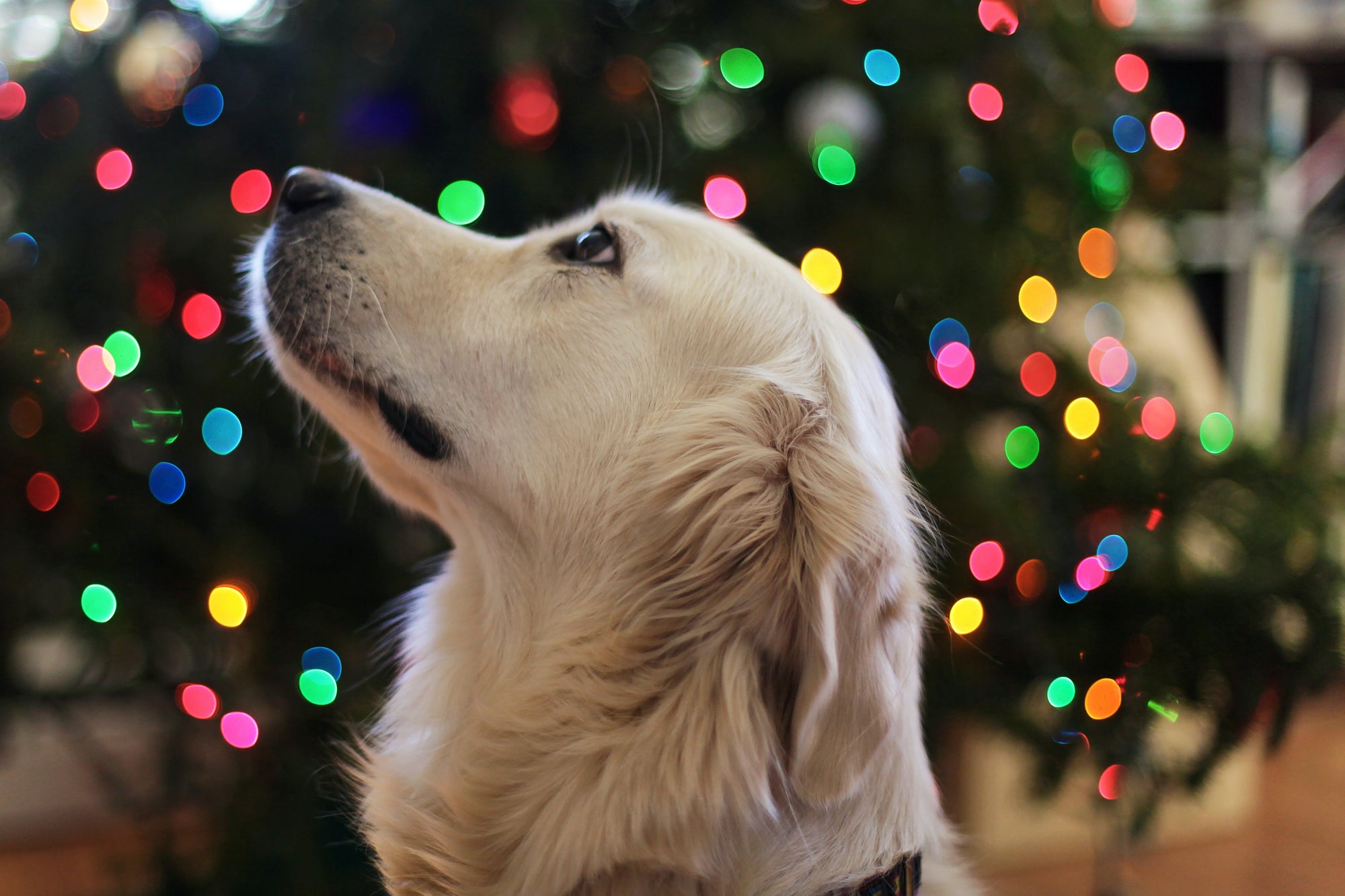 How to Involve Your Pets in the Holidays