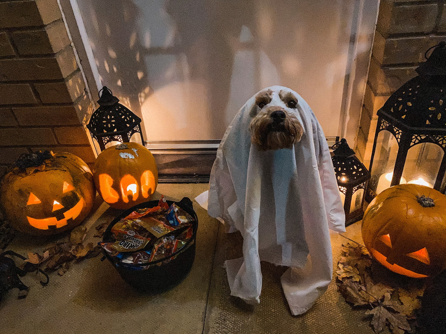 Top 5 Halloween Special Dog Treats