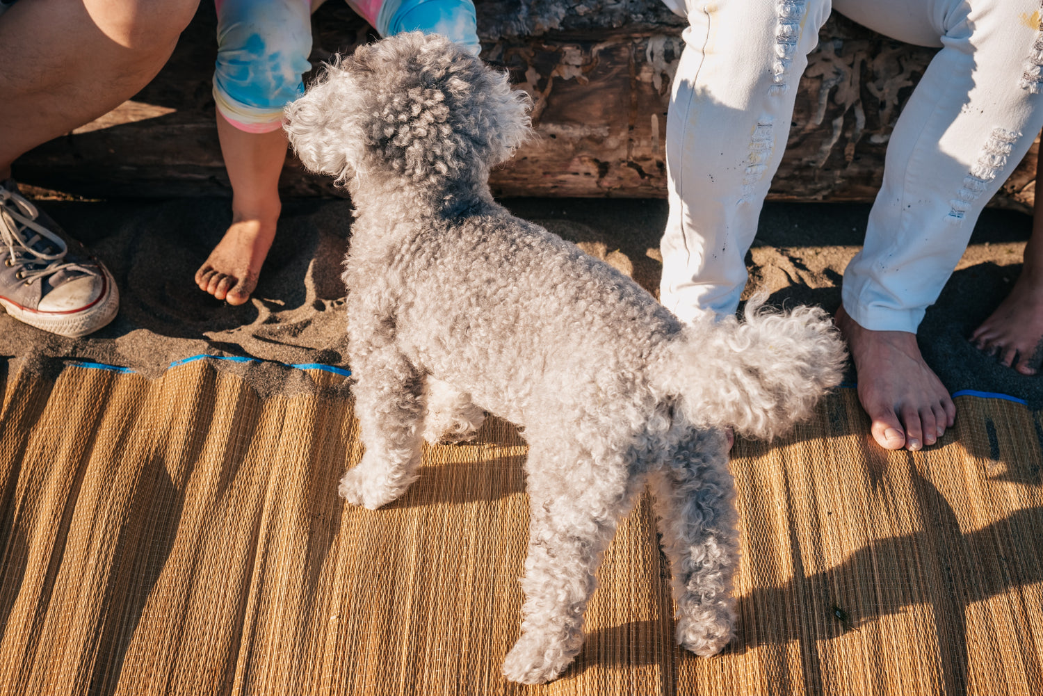 Oodles of Poodles: Famous Poodles and Their Owners