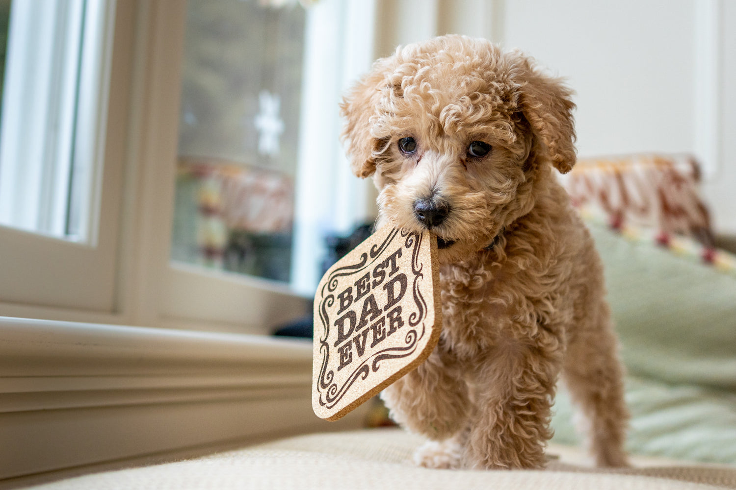 Caring For Your Toy Poodles: Health Matters