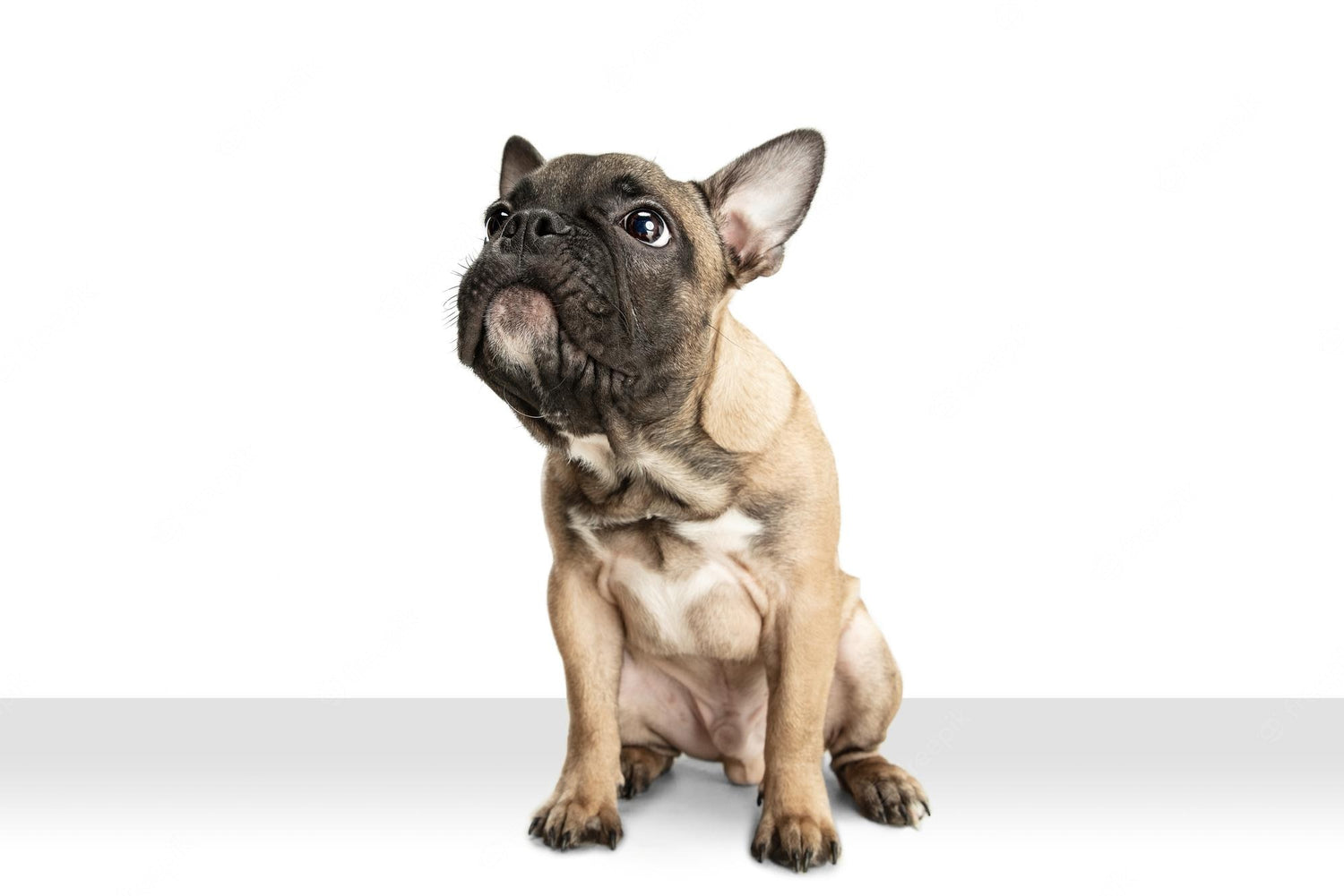 Why Frenchies Make Great Pets