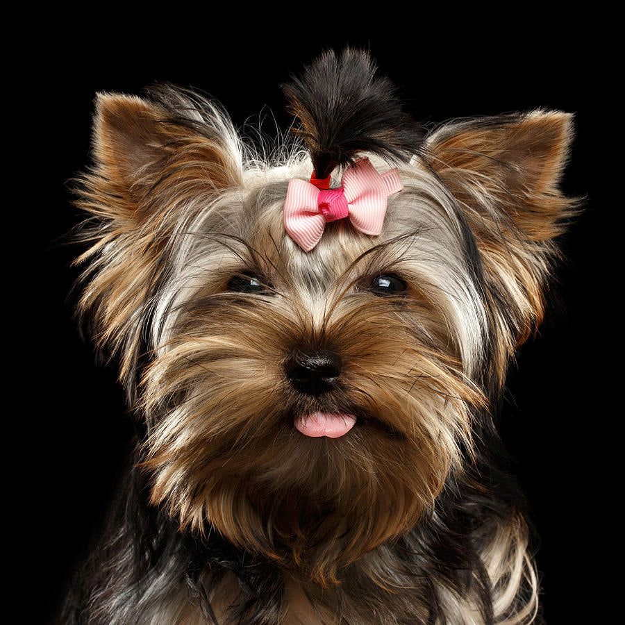 Yorkshire terrier gifts