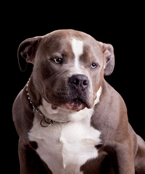 American bully gifts