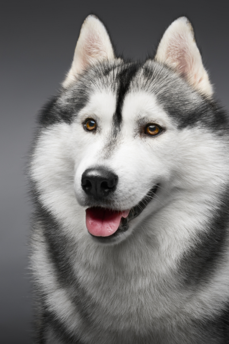 Breed]Husky