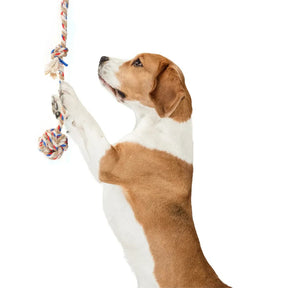 【FOFOS】- Flossy Rope Toy With Ball