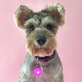 1 Piece Pet Pendant with LED Lights, Fun and Decorative Party Dog Collar Pendant for Small Puppies and Cats, Decorative Dogs Collar Necklace Charms, Pet Supplies, Great for Parties and Night Walking
