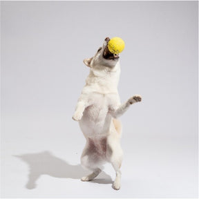 [FOFOS]- Durable Dog Yellow Ball (4pk)