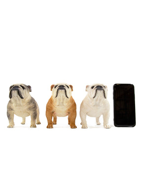 Custom English Bulldog Statue 1:4 next to phone for size comparison