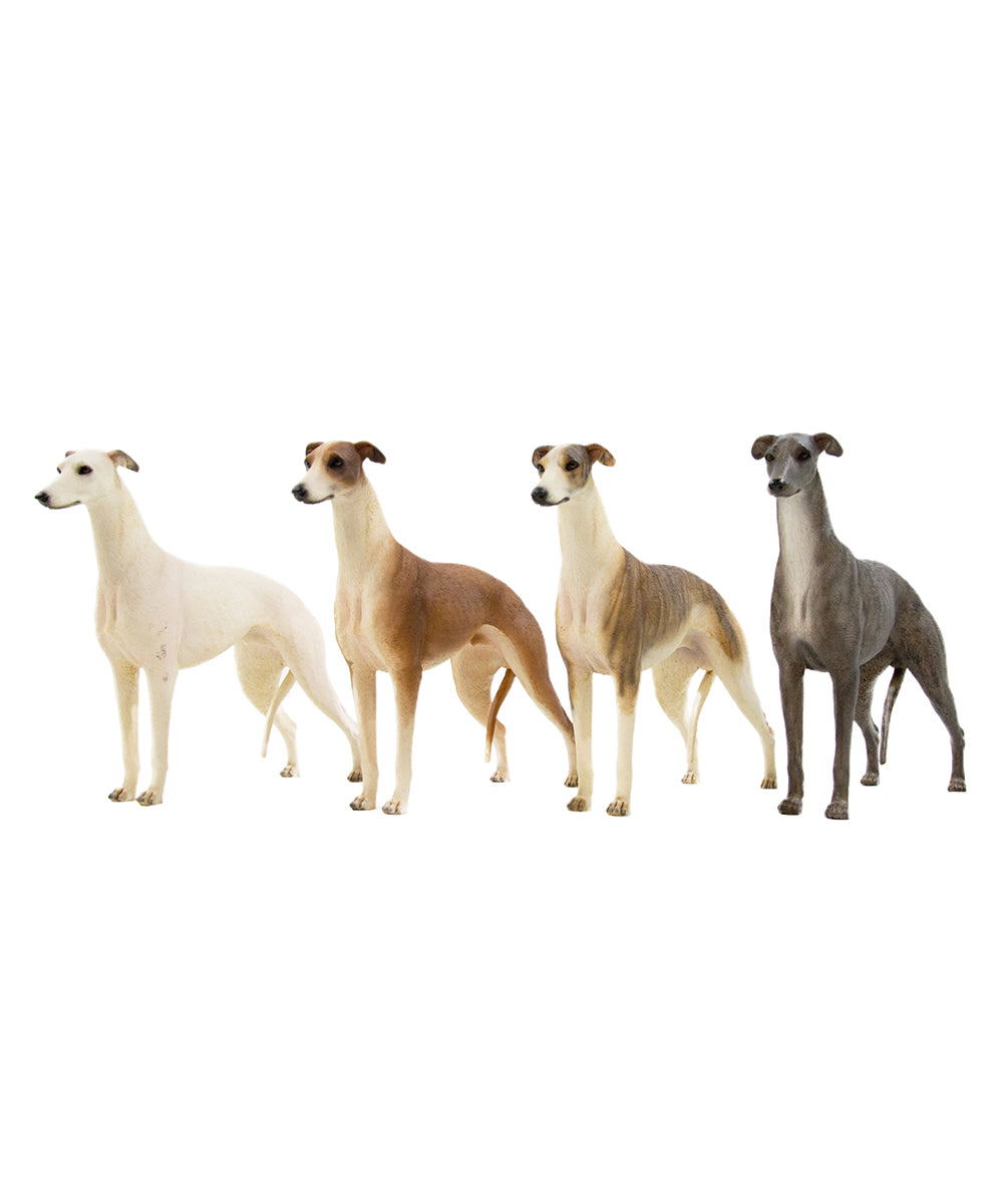 Custom Greyhound Statue 1:6 -collection
