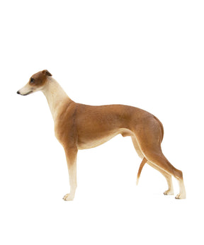 Custom Greyhound Statue 1:6 side view
