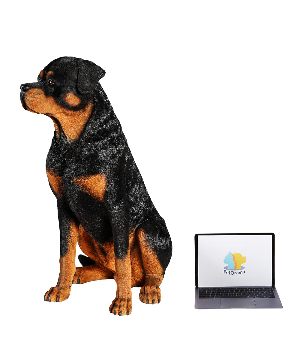 Rottweiler Statue 1:1 Real Size next to laptop for size comparison